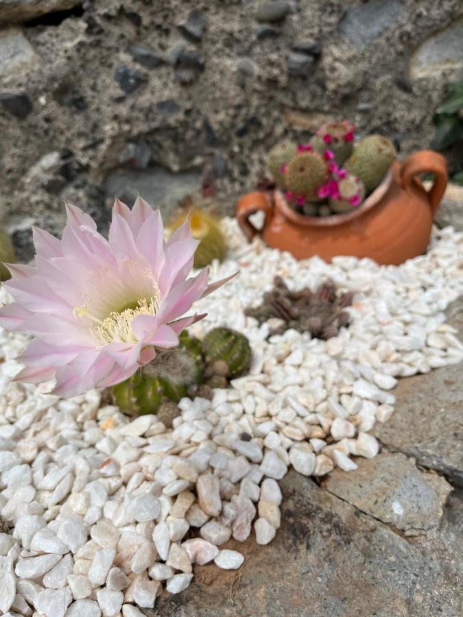 Villa Tropical House Ribeira Brava Esterno foto