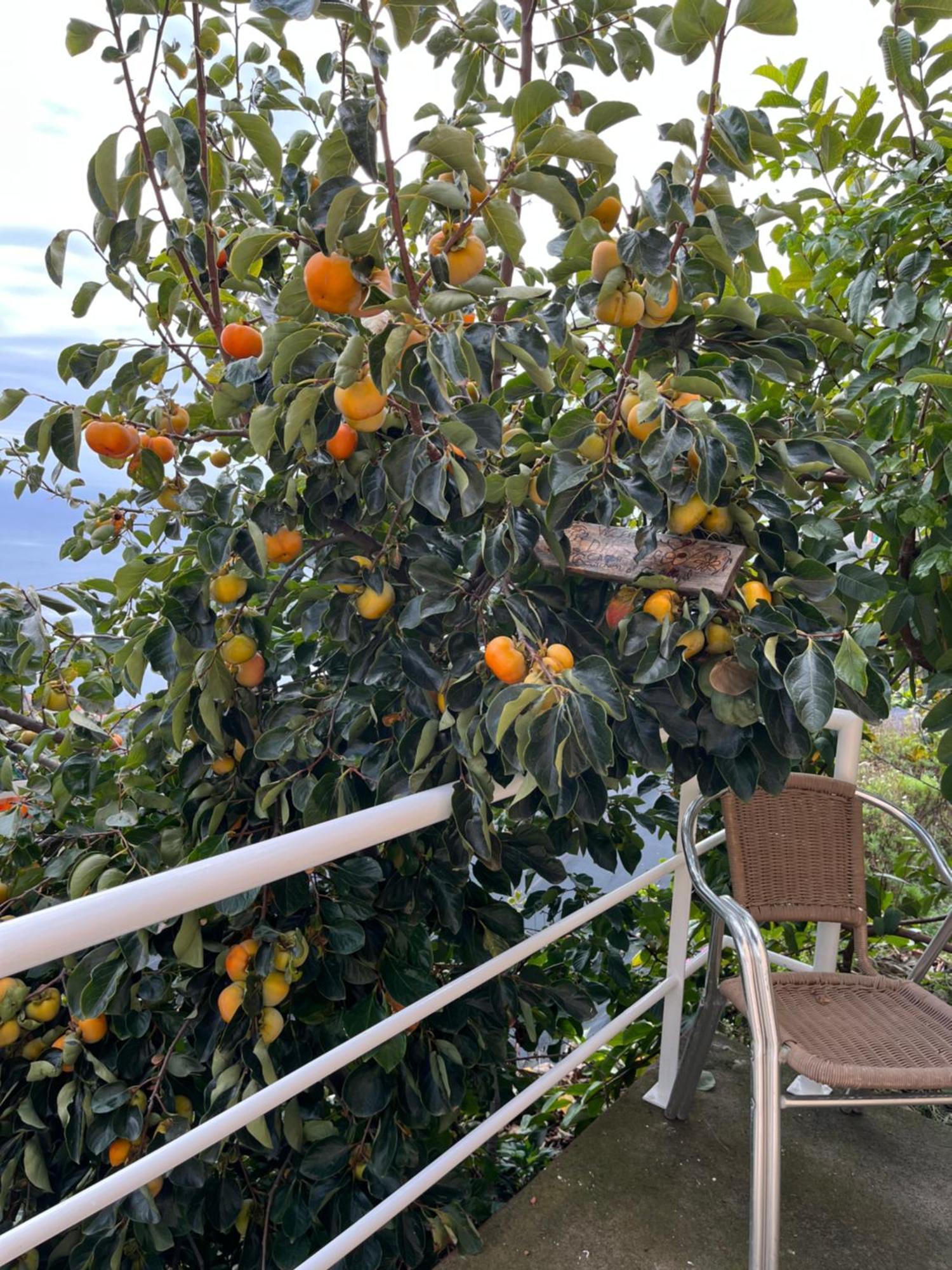 Villa Tropical House Ribeira Brava Esterno foto