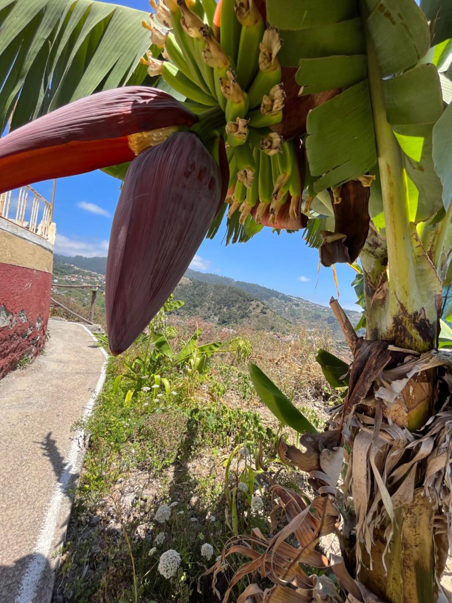 Villa Tropical House Ribeira Brava Esterno foto